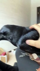 Helpful Raven Fetches Slippers