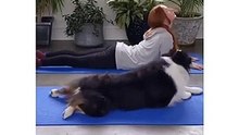 Doga: Cute Dog Doing Yoga