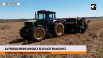 La producción de mandioca se afianza en Misiones al tiempo que crece la demanda en otras provincias