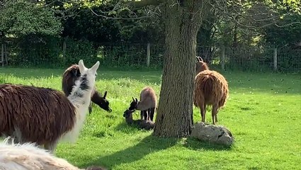People and animals alike enjoy a sun-filled day in the Northeast