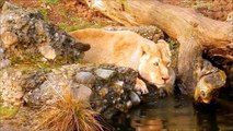 Wildlife Video _ Animals Video _ Best Animals compilation 2021 _ Forest Animals Video _ Wild Animals