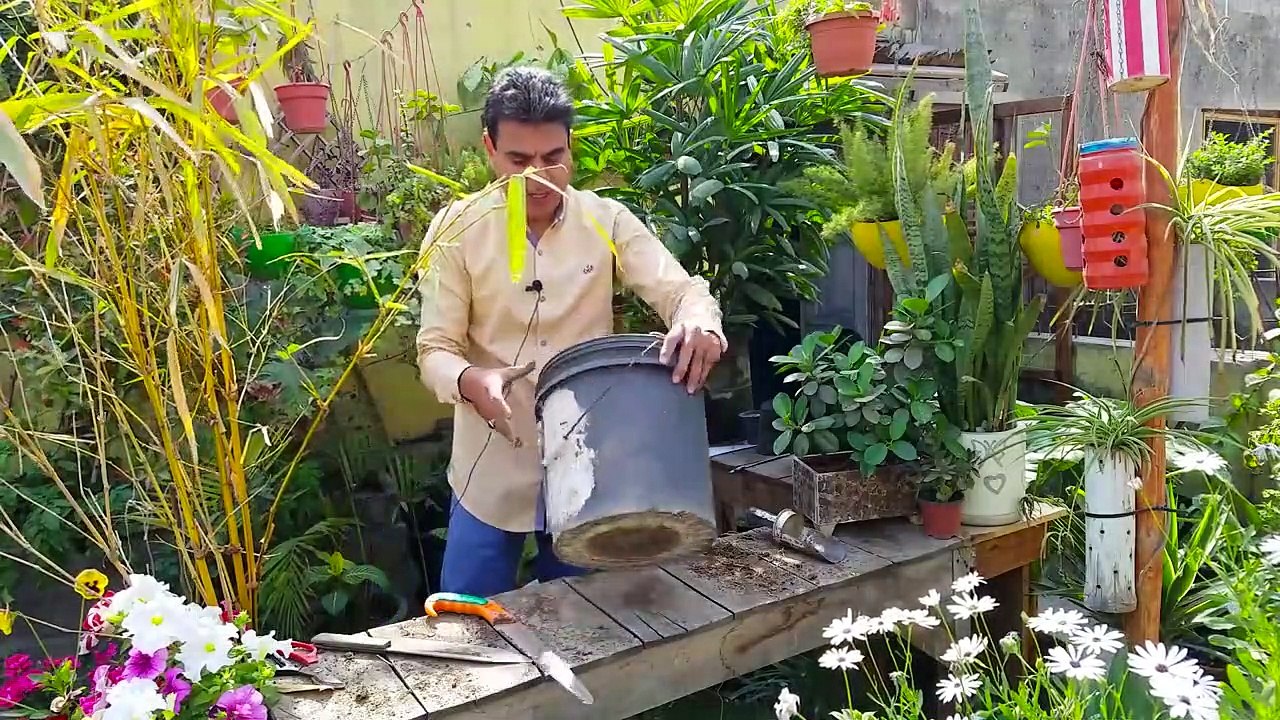 How To Take Care Of Bamboo Plant At Home | Bamboo Plantation | How To Grow Bamboo From Cuttings