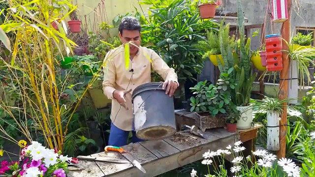 How To Take Care Of Bamboo Plant At Home | Bamboo Plantation | How To Grow Bamboo From Cuttings