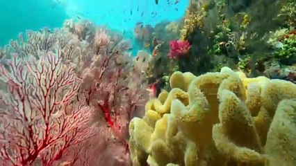 Ikan Pari Raja Ampat