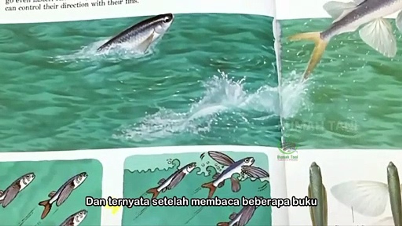 Ikan Torani Terbang