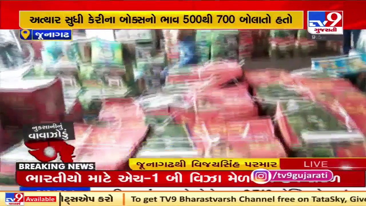 Cyclone Tauktae_ Intense spell of rains wreaked havoc on mango crops, Junagadh _ TV9News