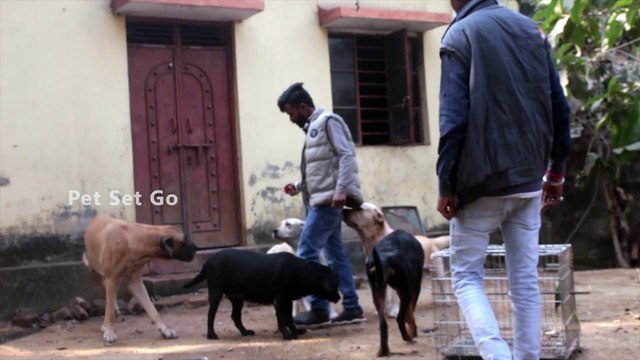 Dog kennel in Jharkhand || Jharkhand's one of the best Dog Kennel | Dog Farming in India Pet Set Go
