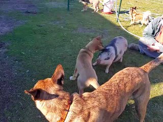 Puppy and Piggy Growing up to Be Great Friends