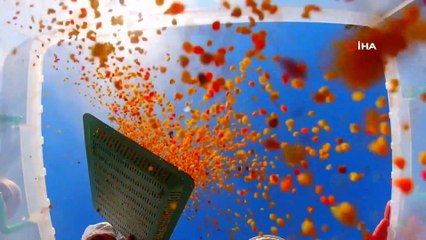 Minik yürekler tohum toplarını arılar için doğaya bıraktı