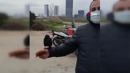 Koluna konan karga ile kahvaltı yaptı