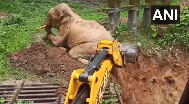 VIDEO: दलदल में फंसे हाथी को वन विभाग ने किया रेस्क्यू, हाथी ने इस अंदाज में कहा ''शुक्रिया''