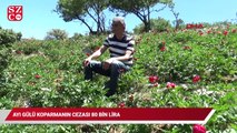 Koruma altındaki 'ayı gülü' çiçeklerini koparmanın cezası 80 bin lira