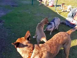 Puppy and Piggy Growing up to Be Great Friends