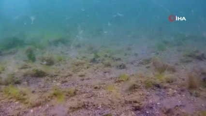 İstanbul Boğazında deniz salyası su altından görüntülendi