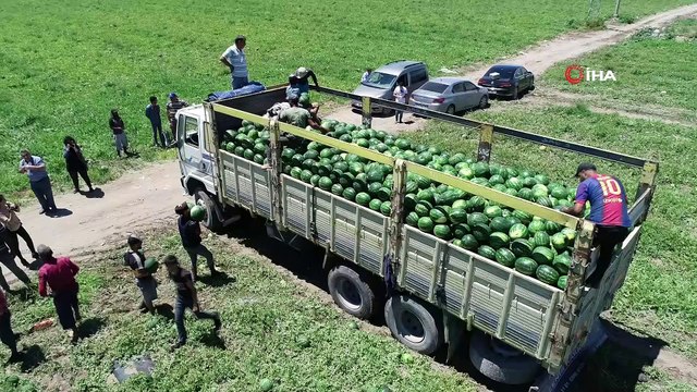Tescilli Adana karpuzunda hasat coşkusu