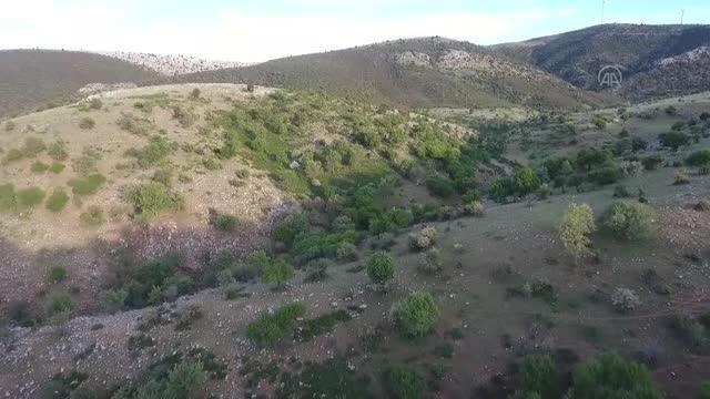 AFYONKARAHİSAR - Koruma altındaki kızıl lale yi koparana 80 bin 465 lira ceza