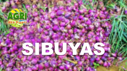 “SIBUYAS” Ep.29 AGRI Ako D’yan