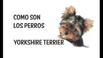COMO SON LOS PERROS RAZA YORKIE?