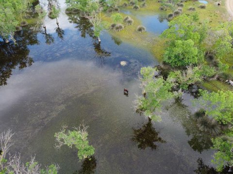 Yeşilin binbir tonunun suya karıştığı güzellik: Karacabey Longozu