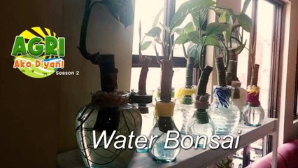 “WATER BONSAI” Ep.32 AGRI Ako D’yan