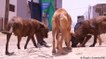 Cape Verde: Young people care for street dogs