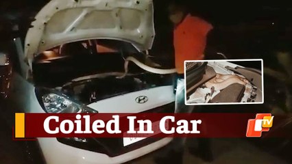 Watch: Cobra Rescued from Car Bonnet In Odisha’s Pipili
