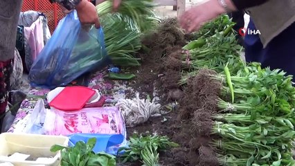 Organik fide pazarına yoğun ilgi