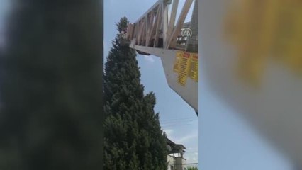 Ağaçta mahsur kalan kedi yavrusu kurtarıldı