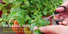 How to Grow Mint Fast at Home | Pudina kaise ugaye | एक हफ्ते में बिना खाद के आर्गेनिक पुदीना उगाये