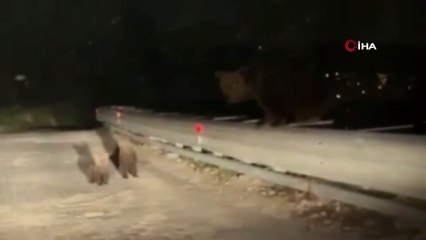 Aç kalan ayı ve yavruları böyle görüntülendi