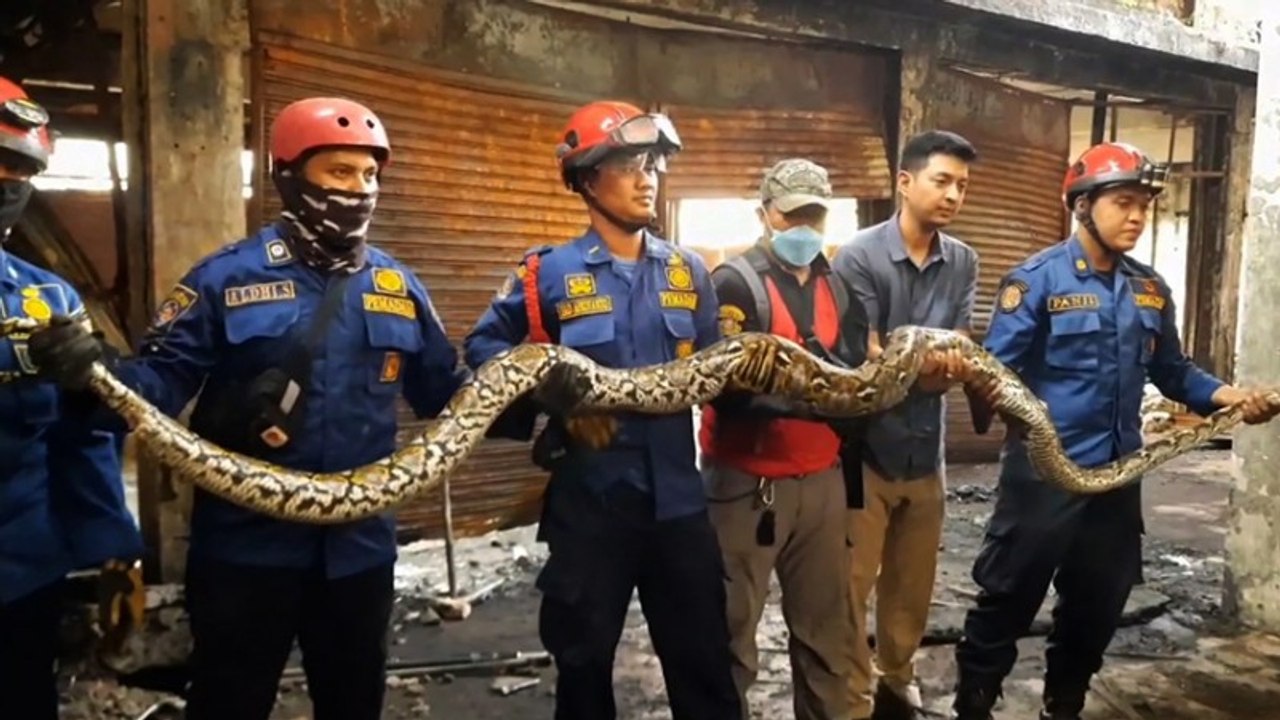 Ular Sepanjang 7 Meter Dievakuasi dari Gedung Bekas Bioskop di Jakpus