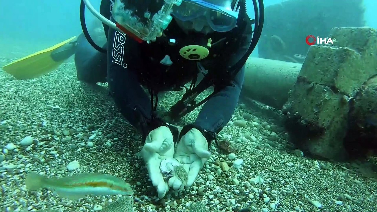 Ünlü profesör siyanürden bin 200 kat daha güçlü zehri olduğu belirtilen balon balıklarını su altında elleriyle besledi