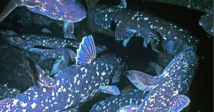 Une espèce de poisson vieille de 420 millions d'années a été pêchée à Madagascar