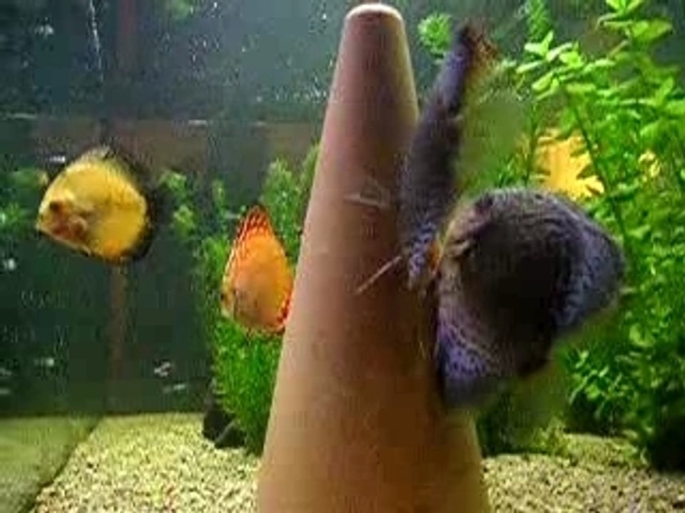mes discus