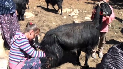 Yörüklerin yayla göçü başladı
