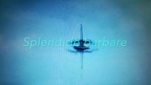 Splendide barbare © Adagp & KOLéOM