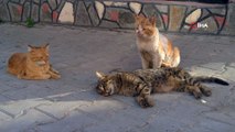 Sokak kedisinden ölen kediye kalp masajı