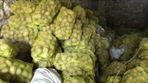 ‘Patates alımı durdu, 100 bin ton patates çürümeye terkedildi’