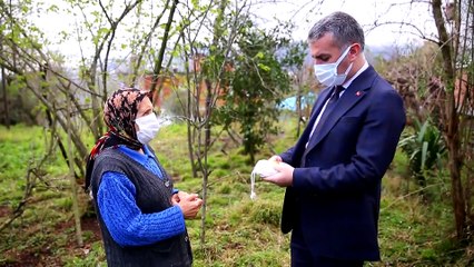 TRABZON - Dededen kalma tohumlarla 70 yaşında çiftçilik yapıyor (2)