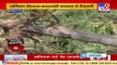Cyclone Tauktae destroys 7 years of farmer's hard-work, estimated loss of  Rs.5-6 lakhs _TV9News