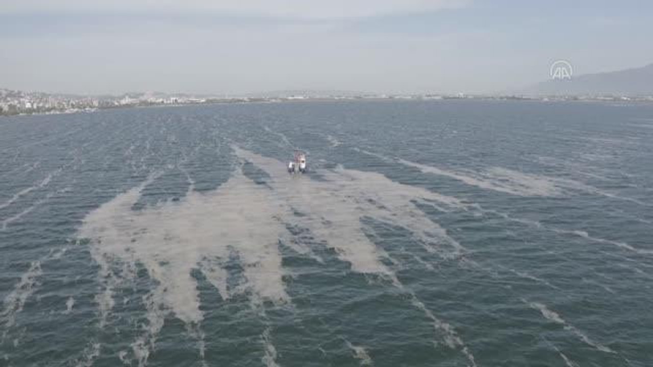 İzmit Körfezi'nde 50 günde 150 ton deniz salyası toplandı