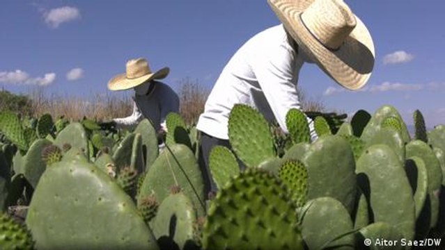 Nopal, el cactus más versátil del desierto