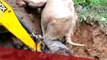 Karnataka Forest dept helps baby elephant climb out of muddy trench