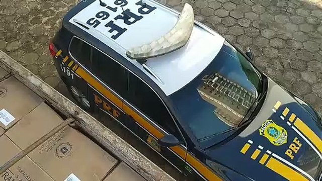 Carreta de Umuarama é apreendida com R$ 2 milhões em cigarros contrabandeados - 2