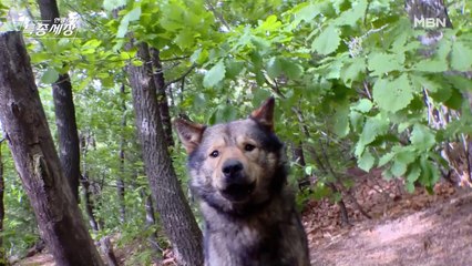 등산로에 들개떼가 나타났다?