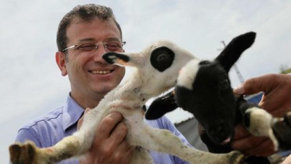 İmamoğlu’ndan hayvan üreticilerine destek