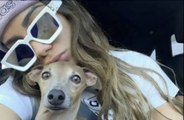 Cachorro de Anitta recebe massagem profissional e internautas vão à loucura