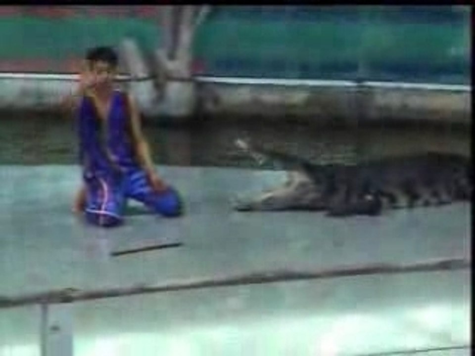 Crocodile qui mord