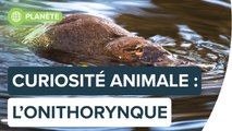 Top 5 des caractéristiques les plus étranges de l’ornithorynque | Futura