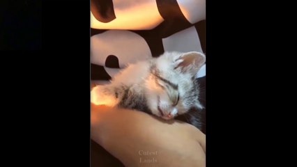 Cutest pets cutest baby animals,funny pets video compilation